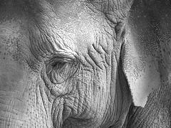 Image belgianchocolate Creative Commons